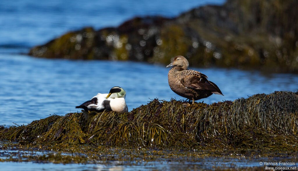 Eider à duvetadulte nuptial, habitat, composition