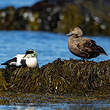 Eider à duvet