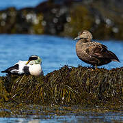 Common Eider