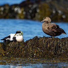 Eider à duvet