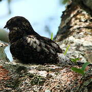 Short-tailed Nighthawk