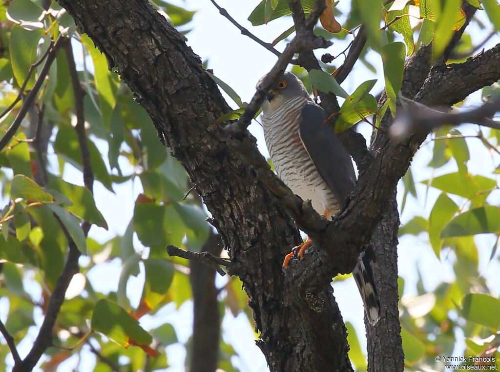 Épervier minuleadulte, habitat, composition