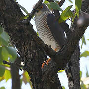 Little Sparrowhawk