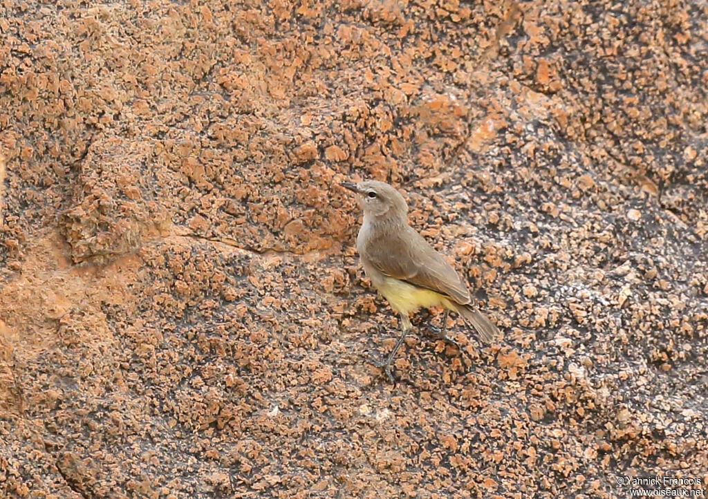 Érémomèle à croupion jauneadulte, habitat, composition