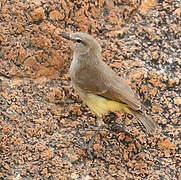 Yellow-bellied Eremomela