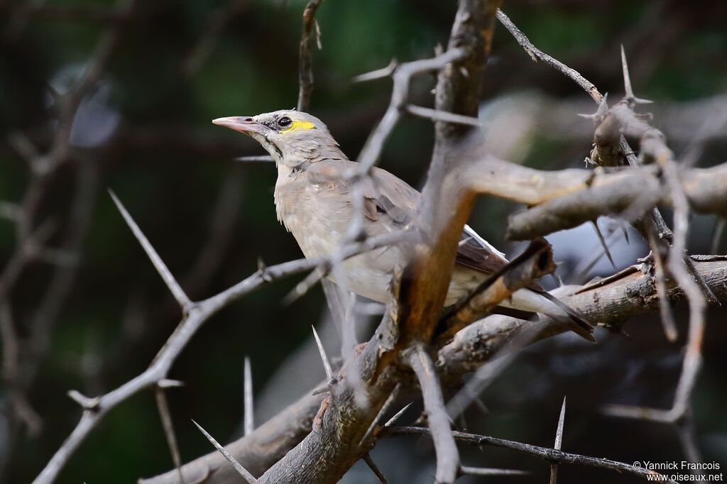 Wattled Starling female adult, identification, aspect