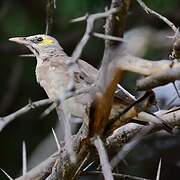 Wattled Starling