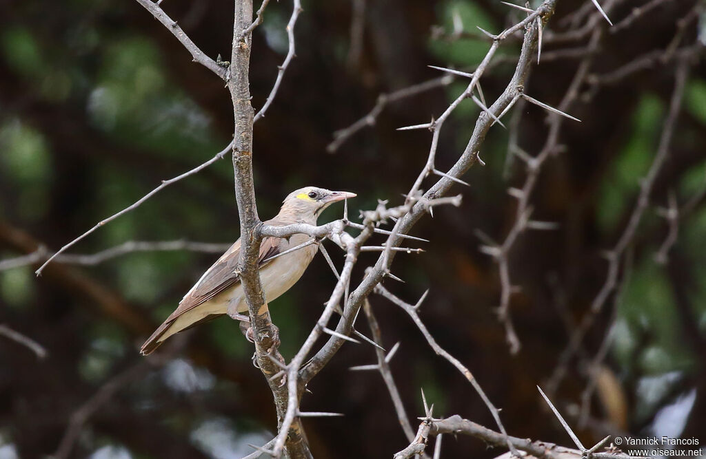 Wattled Starling female adult, habitat, aspect