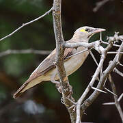 Wattled Starling