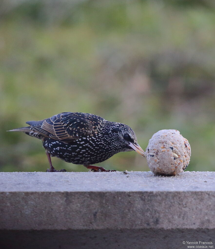 Common Starlingadult post breeding, identification, aspect, eats