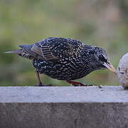 Common Starling