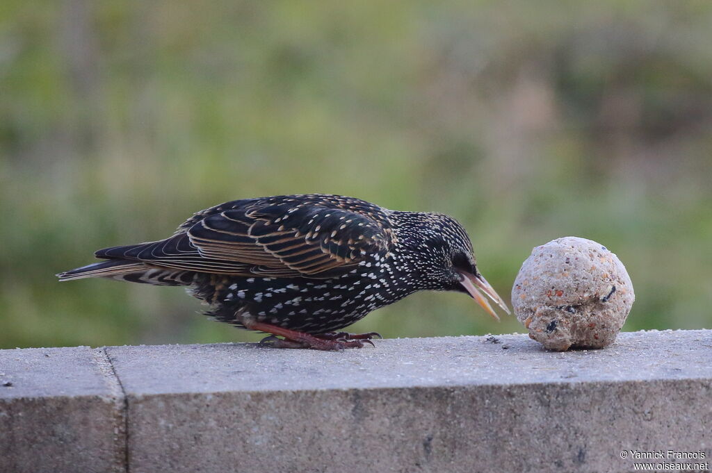 Common Starlingadult post breeding, identification, aspect, eats