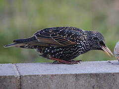 Common Starling