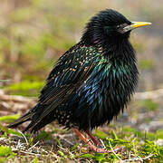 Common Starling
