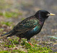 Common Starling