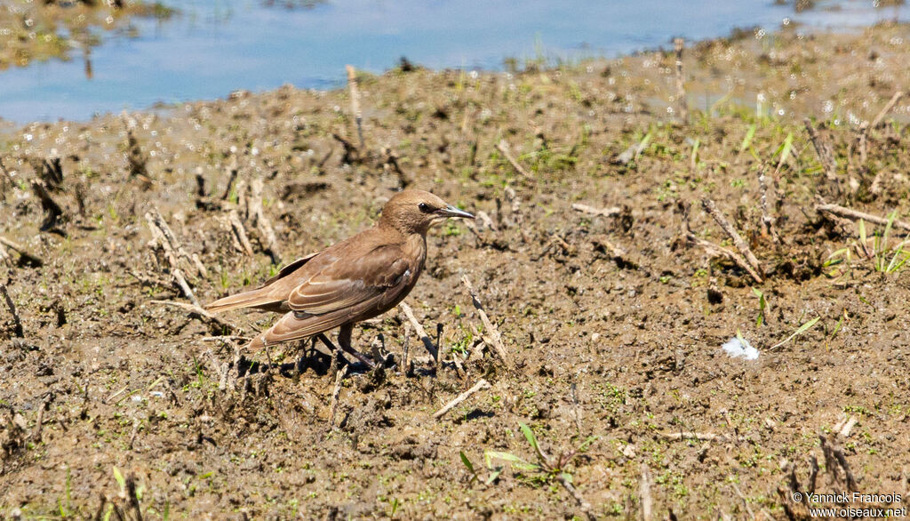 Common Starlingimmature, habitat, aspect