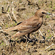 Common Starling