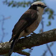 Northern White-crowned Shrike