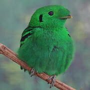 Green Broadbill