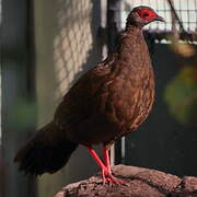 Edwards's Pheasant