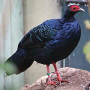 Edwards's Pheasant