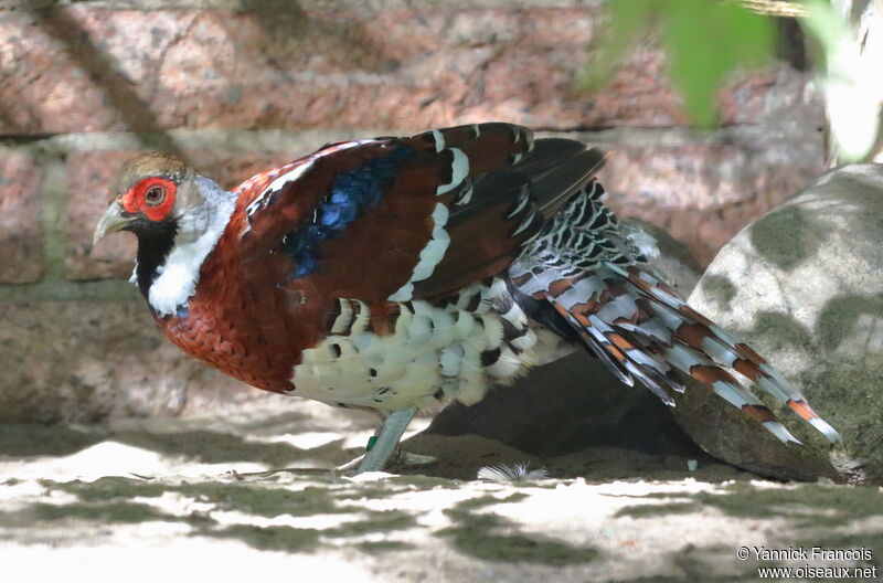 Elliot's Pheasant male adult, identification, aspect