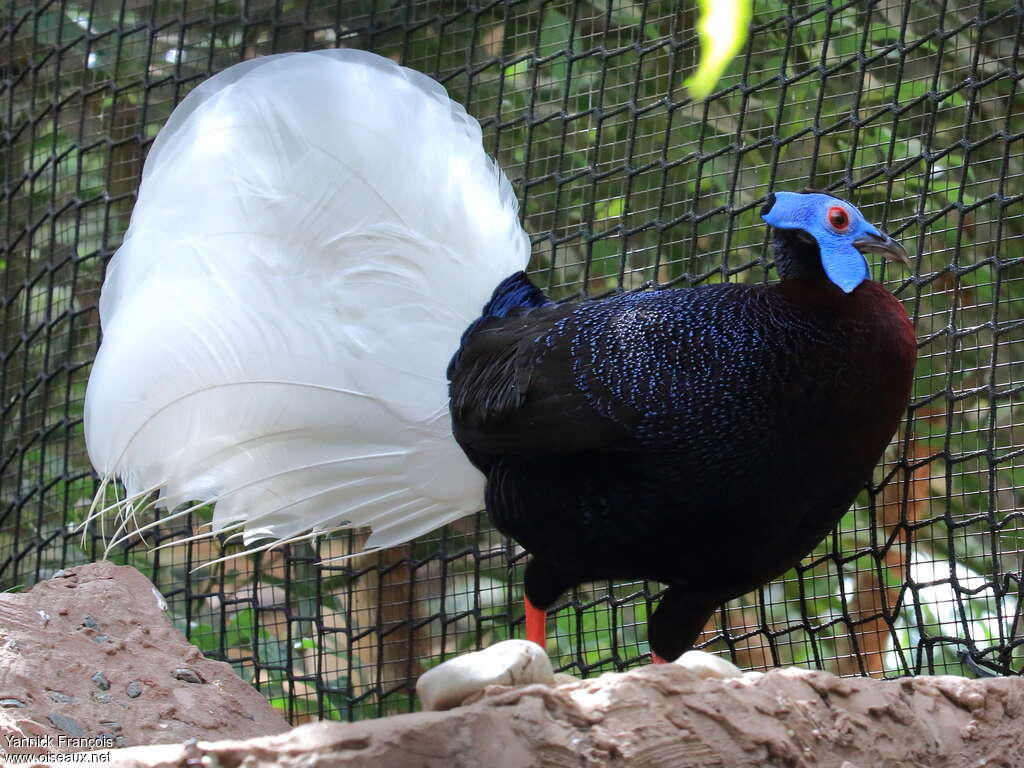 Bulwer's Pheasant male adult breeding, identification, aspect