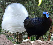 Bulwer's Pheasant