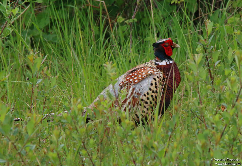 Common Pheasant male adult breeding, identification, aspect