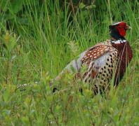 Common Pheasant