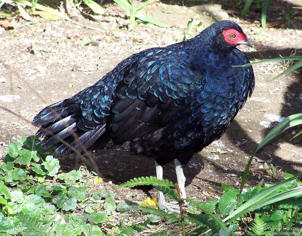 Salvadori's Pheasant male adult, identification, aspect