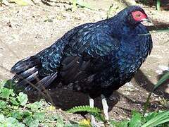 Salvadori's Pheasant