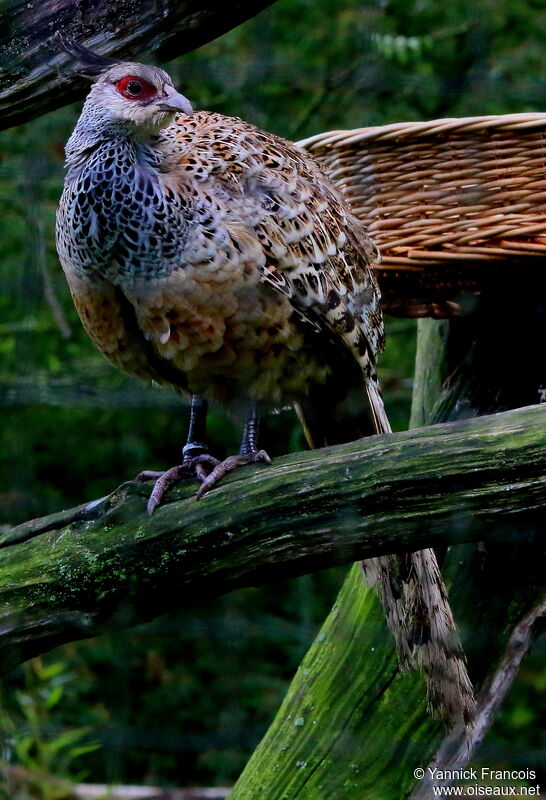 Cheer Pheasant female adult, identification, aspect