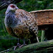 Cheer Pheasant