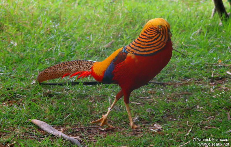 Golden Pheasant male adult, identification, aspect, courting display