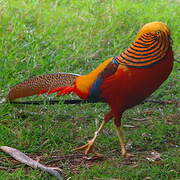 Golden Pheasant