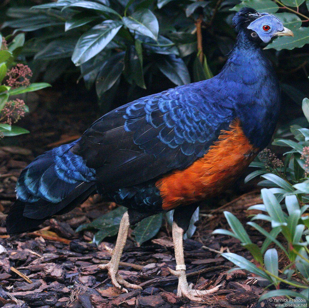 Bornean Crested Fireback male, identification, aspect
