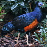 Bornean Crested Fireback