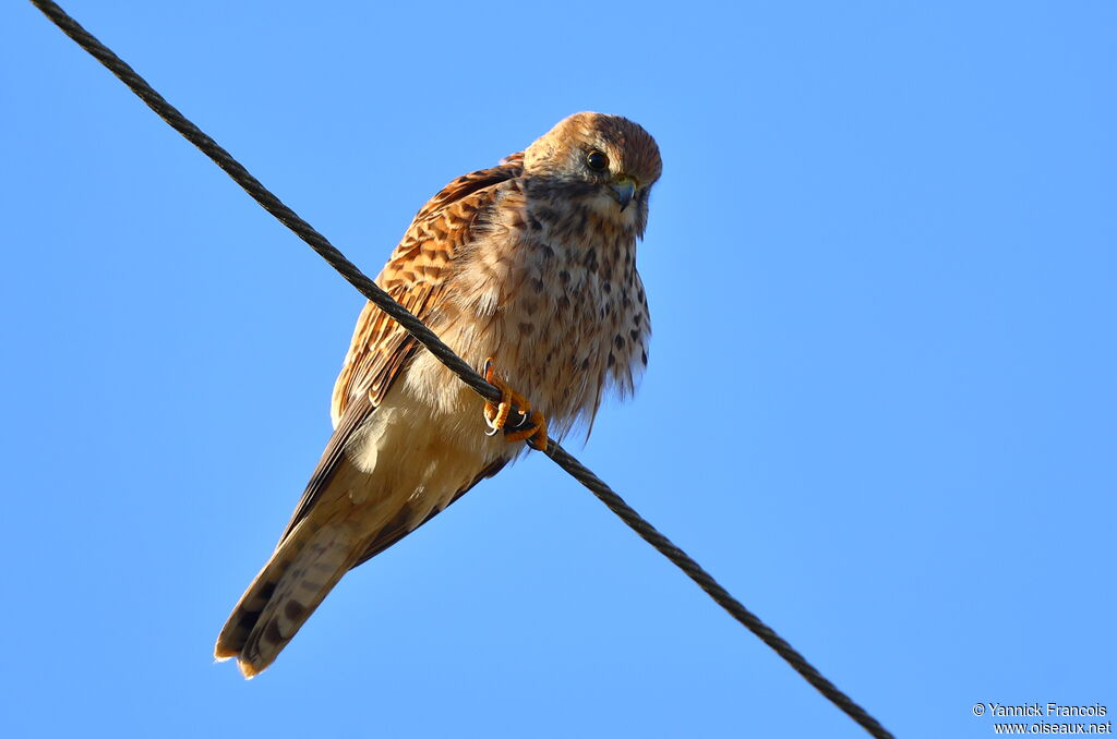 Common Kestrel female adult, identification, aspect