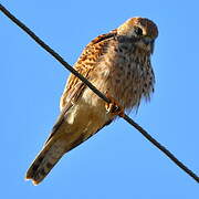 Common Kestrel