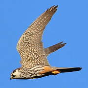 Eurasian Hobby