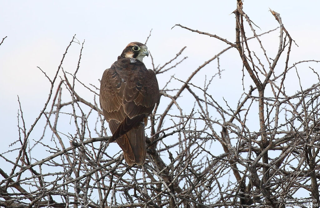 Lanner Falconimmature, habitat, aspect