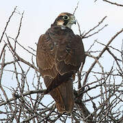 Lanner Falcon