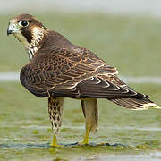 Faucon pèlerin