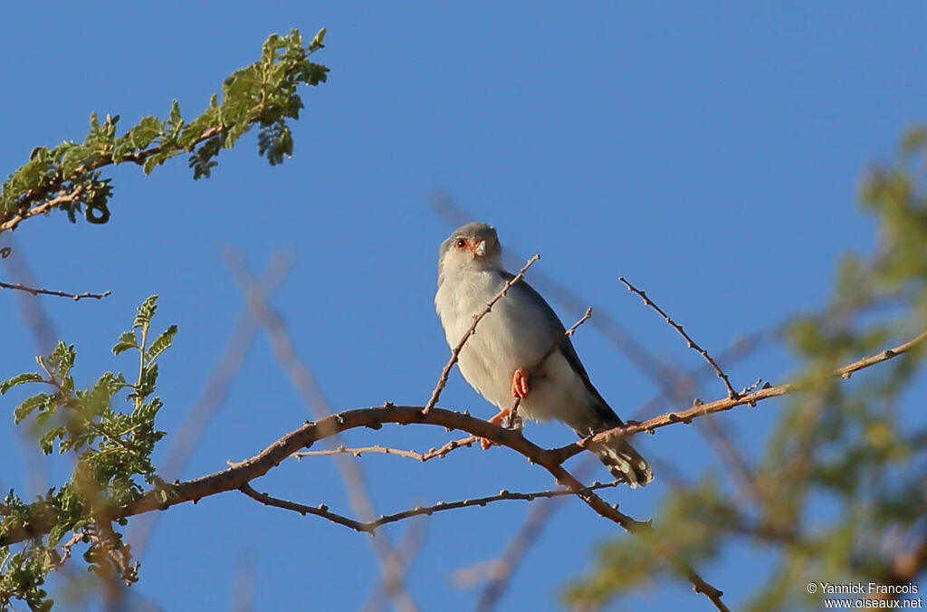 Fauconnet d'Afriqueadulte, habitat, composition