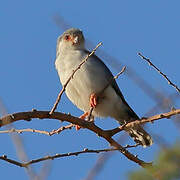 Pygmy Falcon