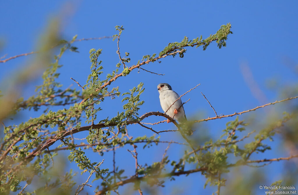 Pygmy Falconadult, habitat, aspect