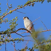 Pygmy Falcon