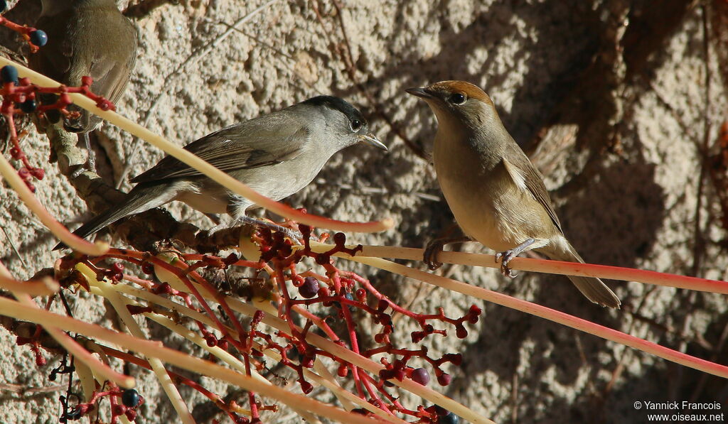 Fauvette à tête noireadulte nuptial, composition, mange