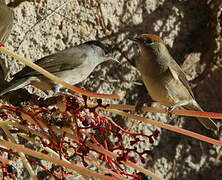 Eurasian Blackcap